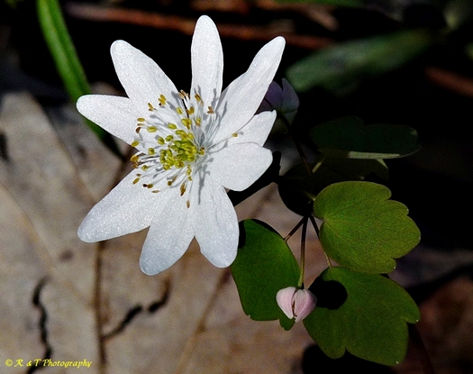 {Thalictrum thalictroides}